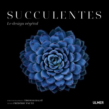 Succulentes, le design végétal