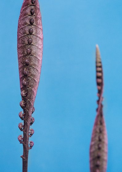 Bulbophyllum purpureorhachis