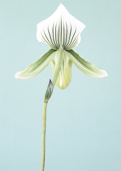 Paphiopedilum maudiae