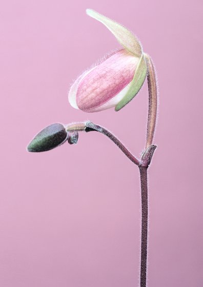 Paphiopedilum