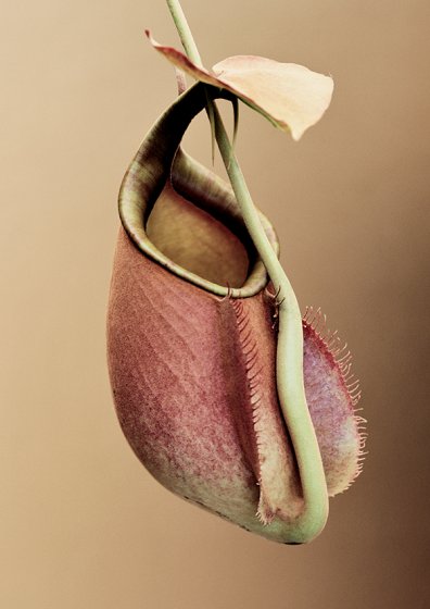 Nepenthes bicalcarata