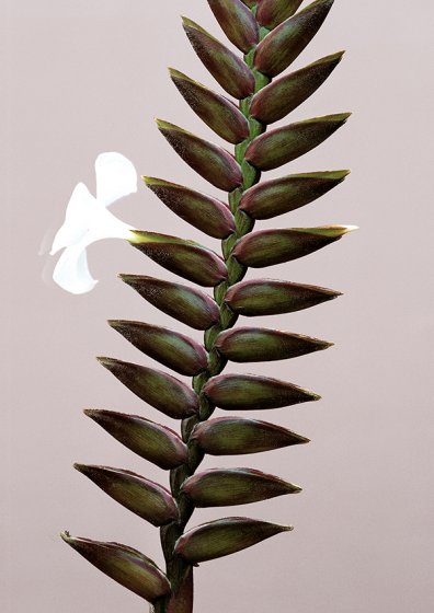 Tillandsia scaligera