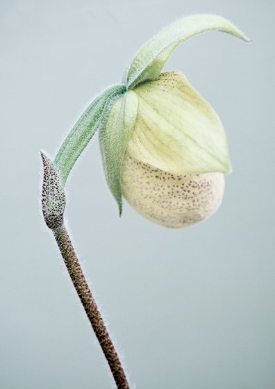 Paphiopedilum malipoense