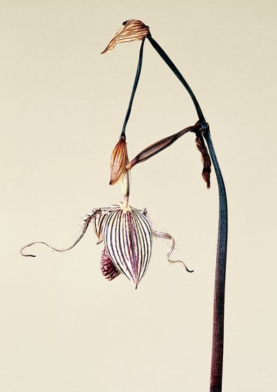 Paphiopedilum roschildianum