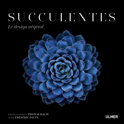 Succulentes, le design végétal