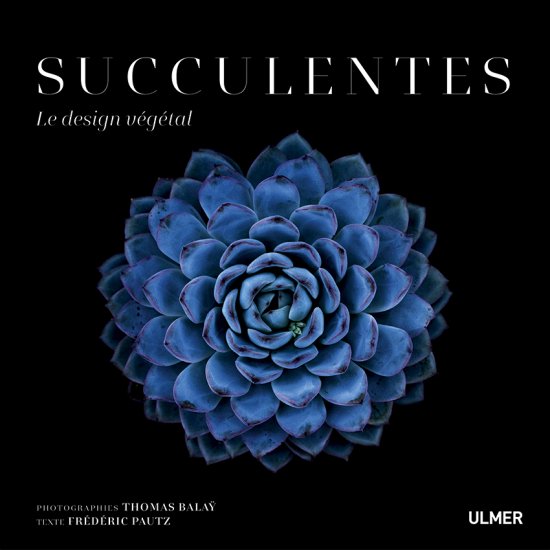 Succulentes, le design végétal