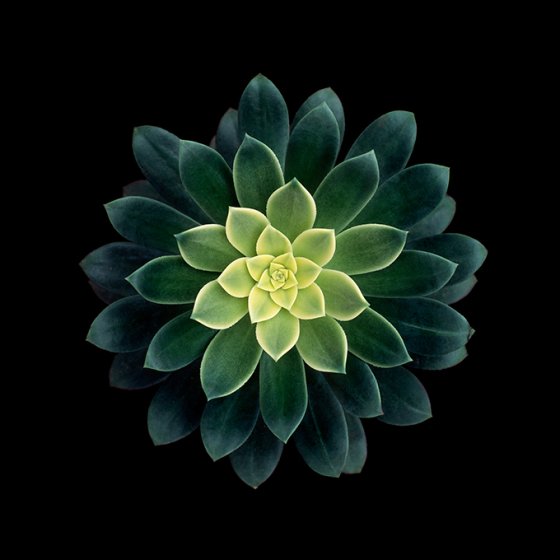 Aeonium harworthii
