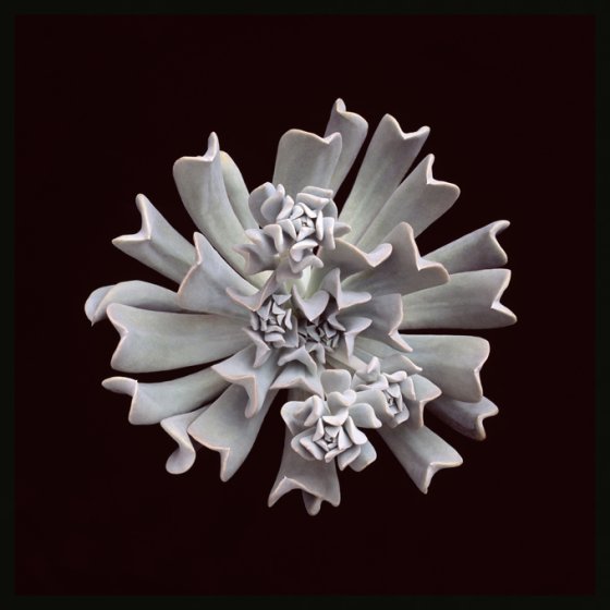 Echeveria runyonii