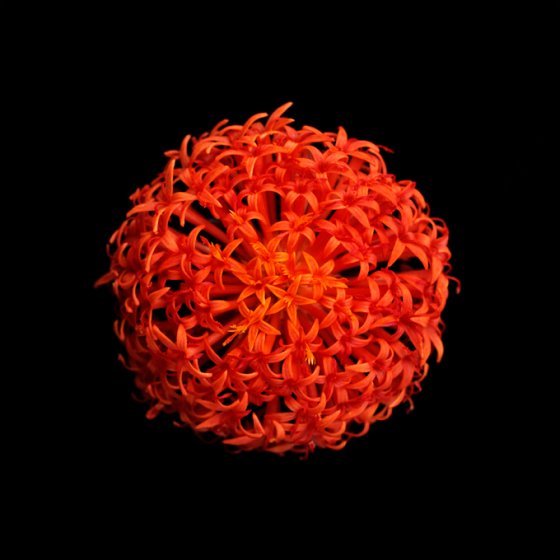 Senecio