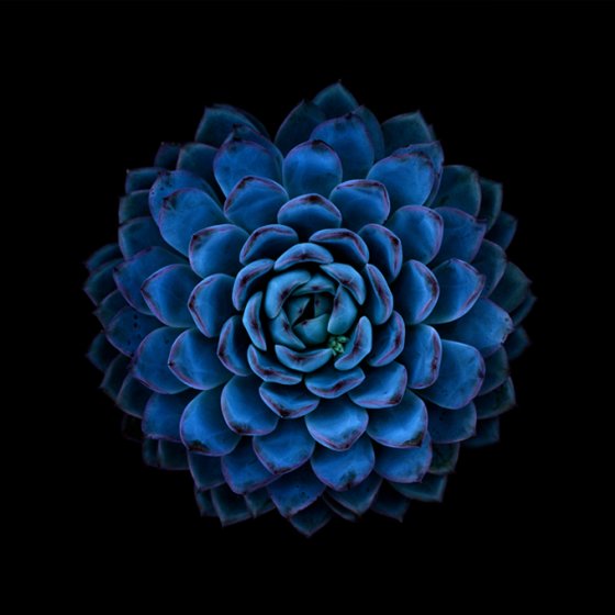 Echeveria pulidonis