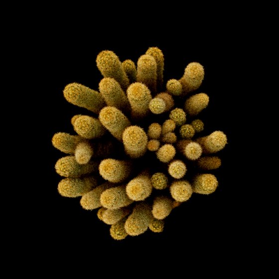 Mamillaria elongata