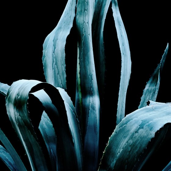 Agave americana