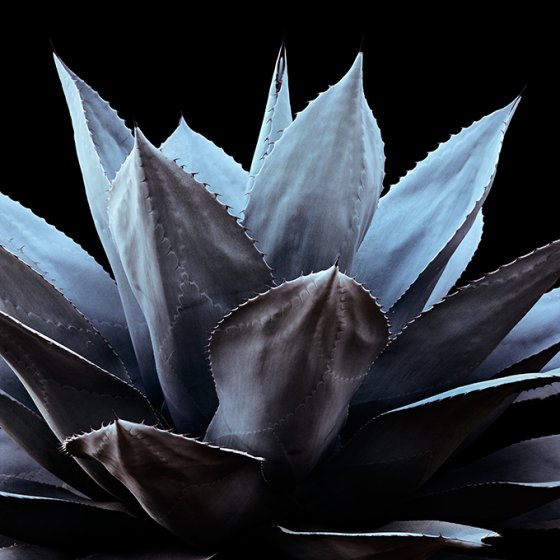 Agave ovatifolia