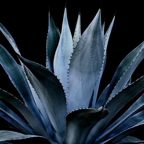 Agave