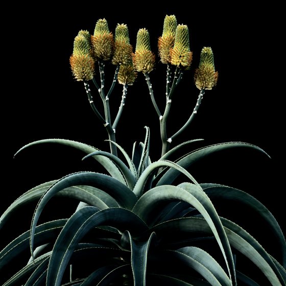 Aloe ferox