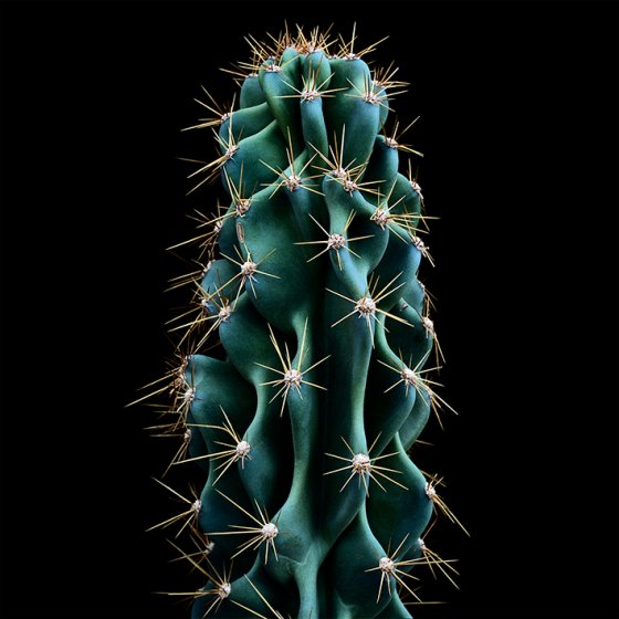 Cereus peruvianus monstruosus