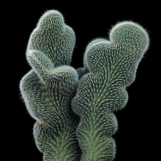 Cleistocactus samaipatanus cristata