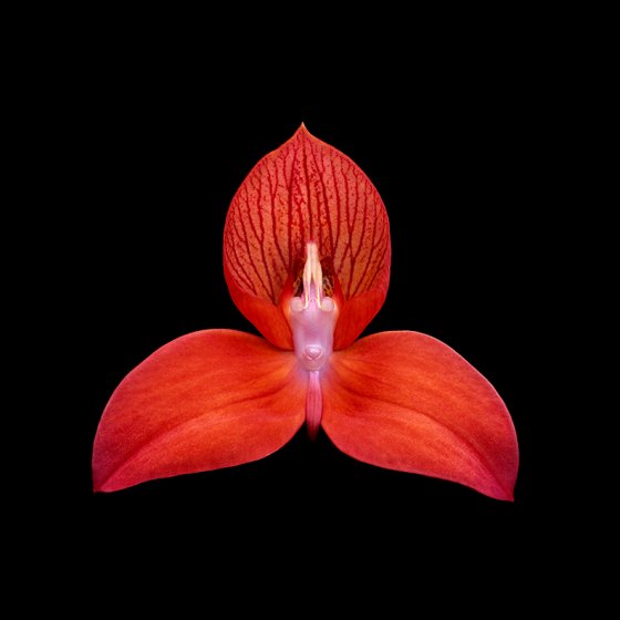 Disa