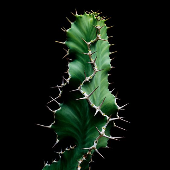 euphorbe cactus