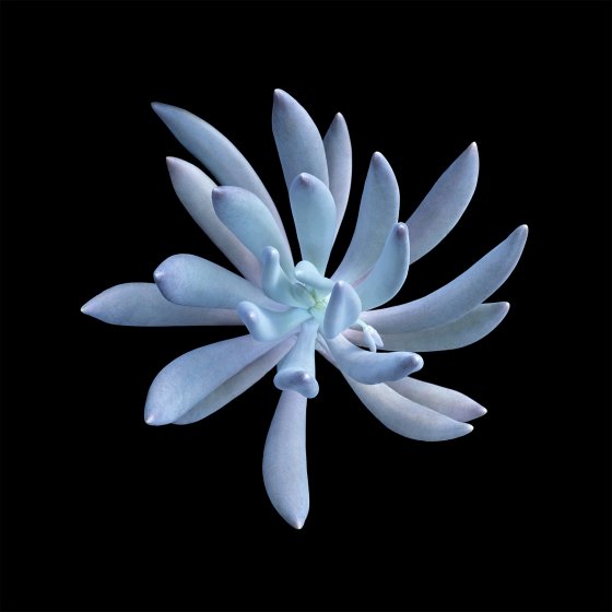 Pachyphytum longifolium