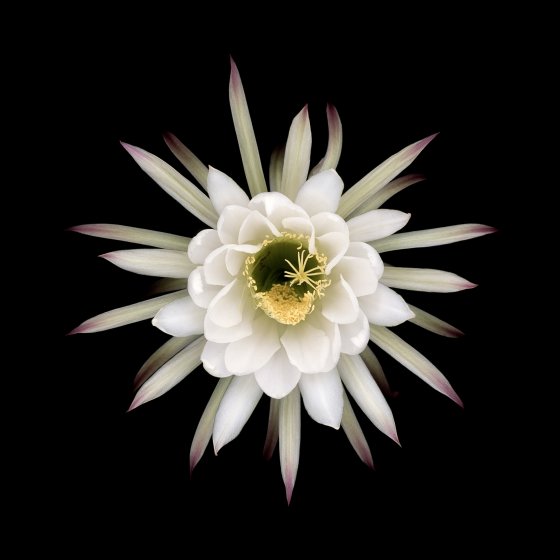 Trichocereus thelegonus 