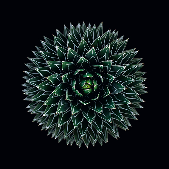 Exposition du 13 Octobre au 12 Novembre 2023 - Les Succulentes - Galerie Follow 13 - Paris