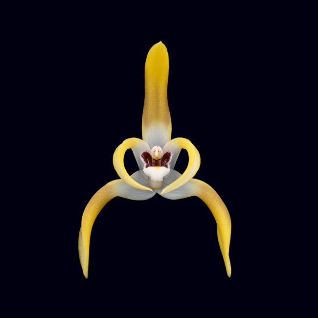 ORCHIDS