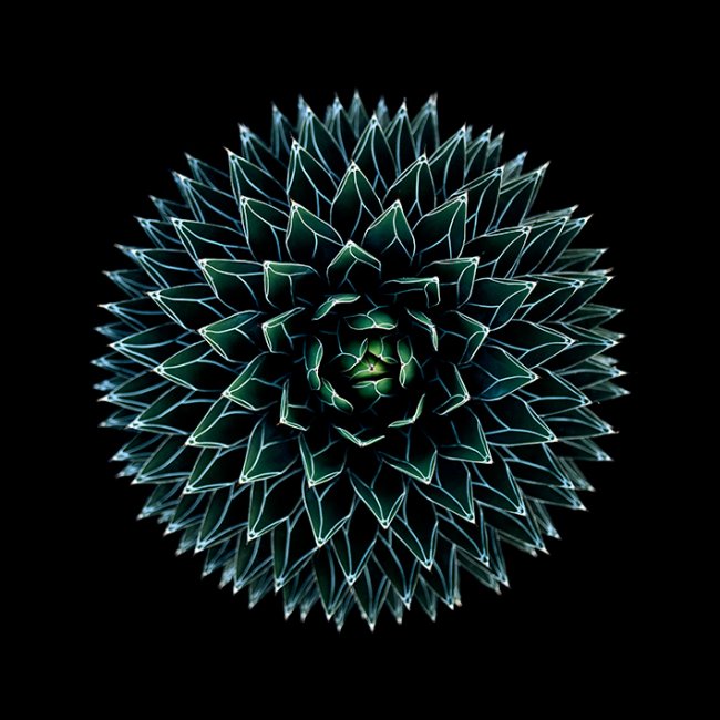 SUCCULENTES